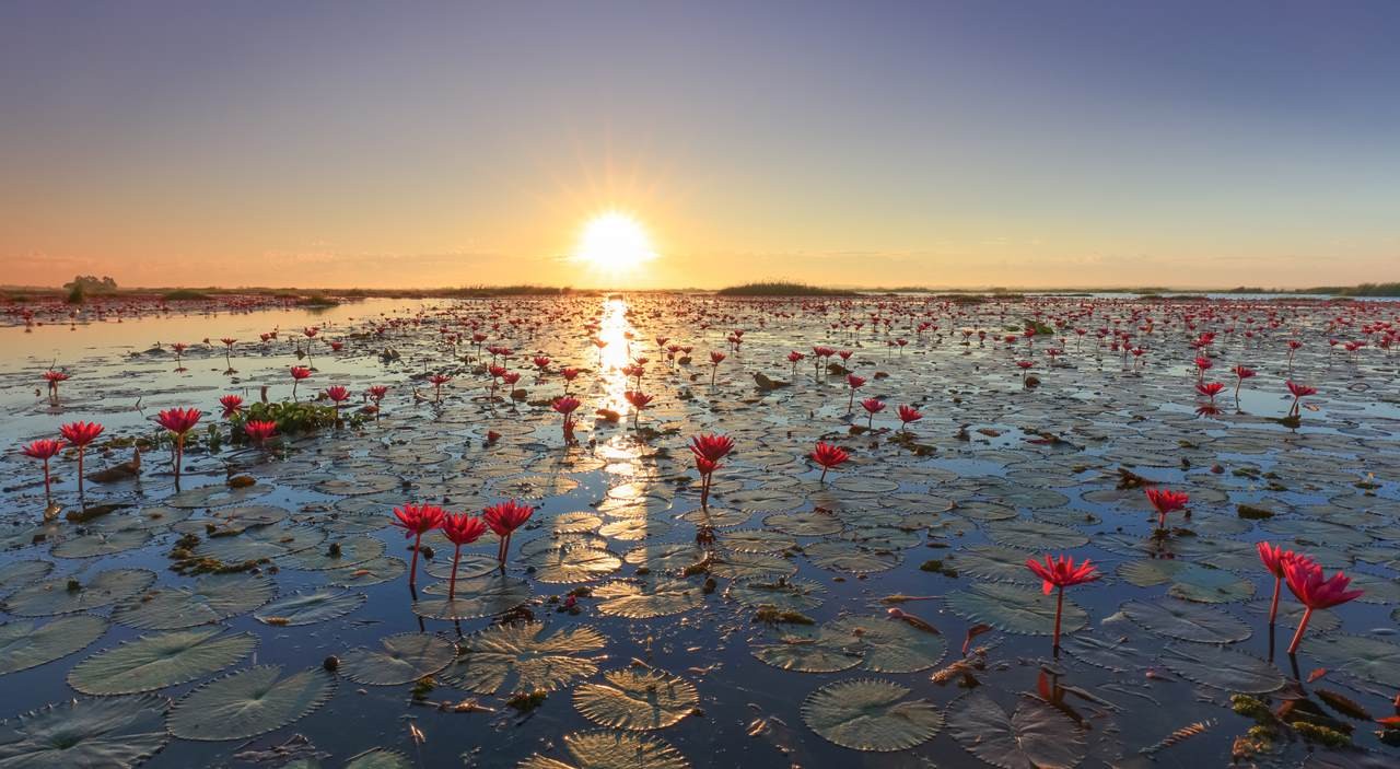 udon-thani-red-lotus-lake
