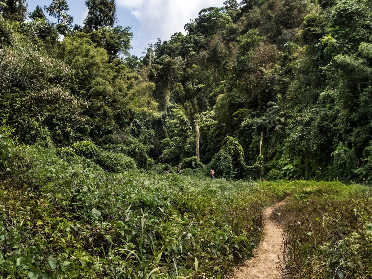 Jungle Trekking