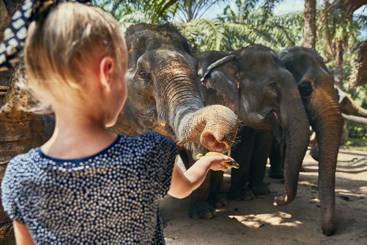 elephants-feeding-bananas