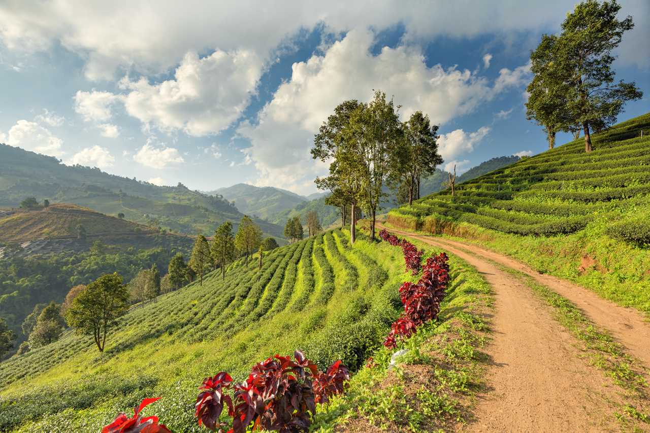 ayutthaya-buddha-statue