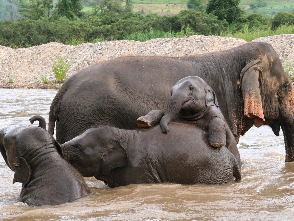 Elephant jungle sanctuary