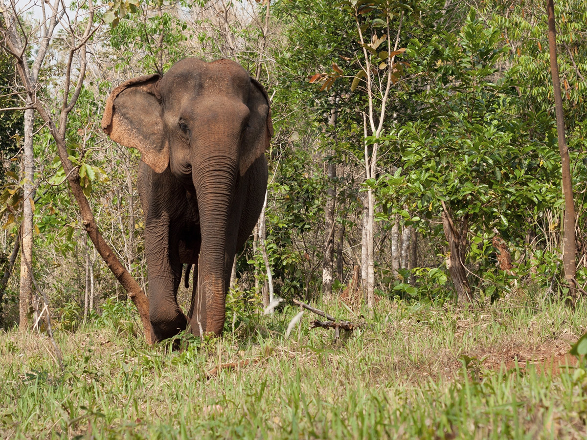 Ethical Elephant Experience - Thai Travel Dreams